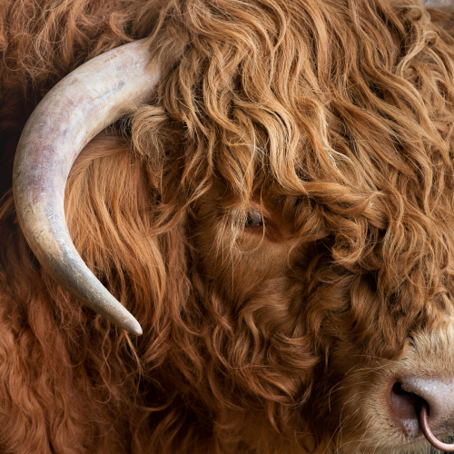  DSC4583 Highland Bull Cannon Hall Farm 4583 Edit